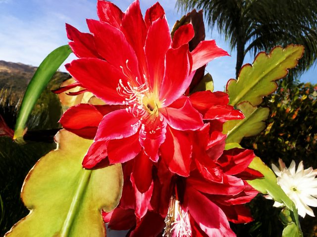 flower bloom oil painting class orange county